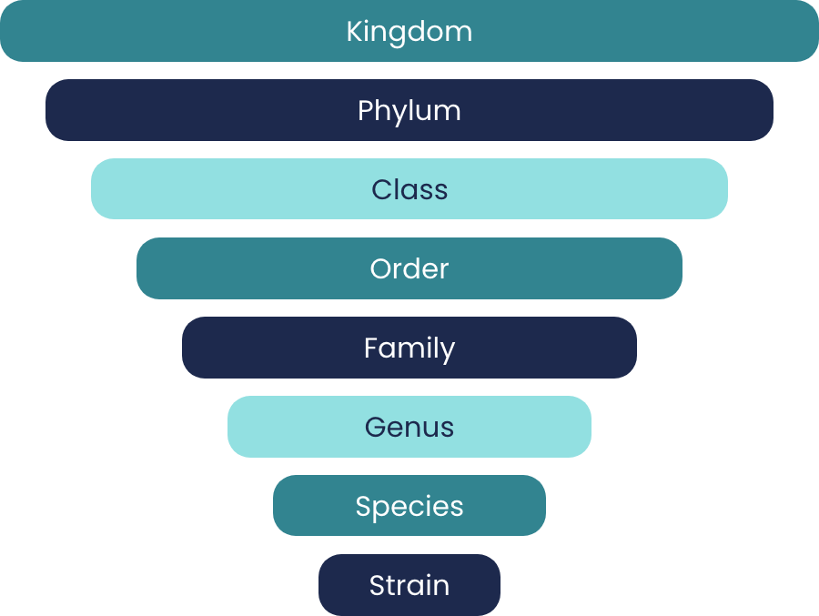 taxonomy chart